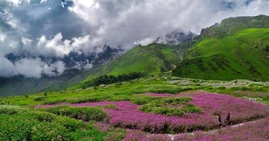 a picture of valley of flowers