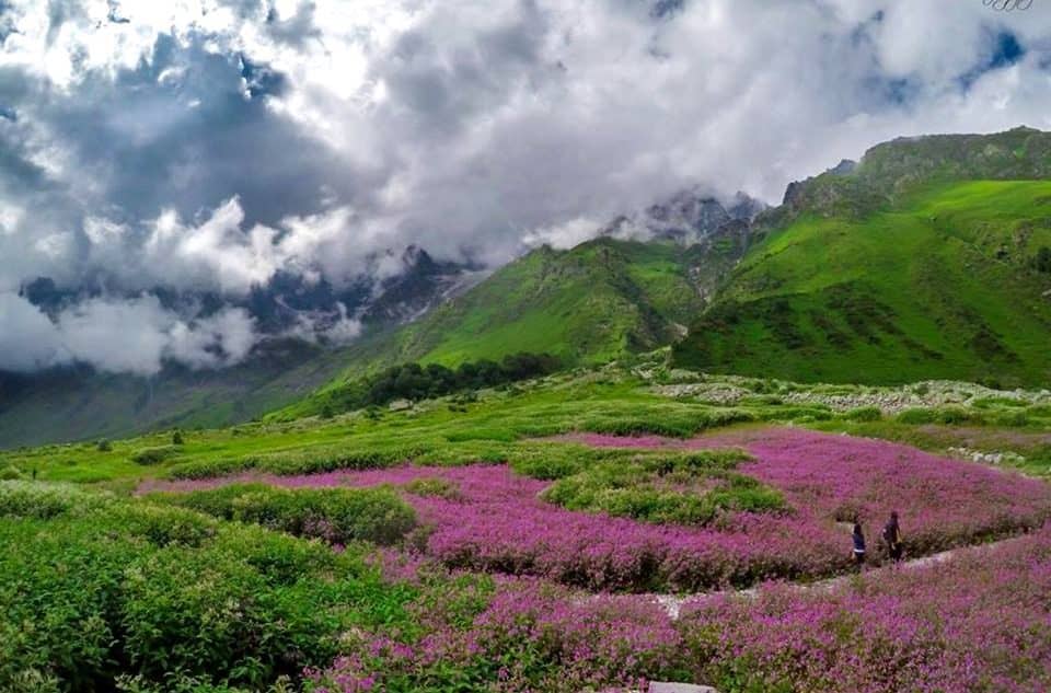 a picture of valley of flowers